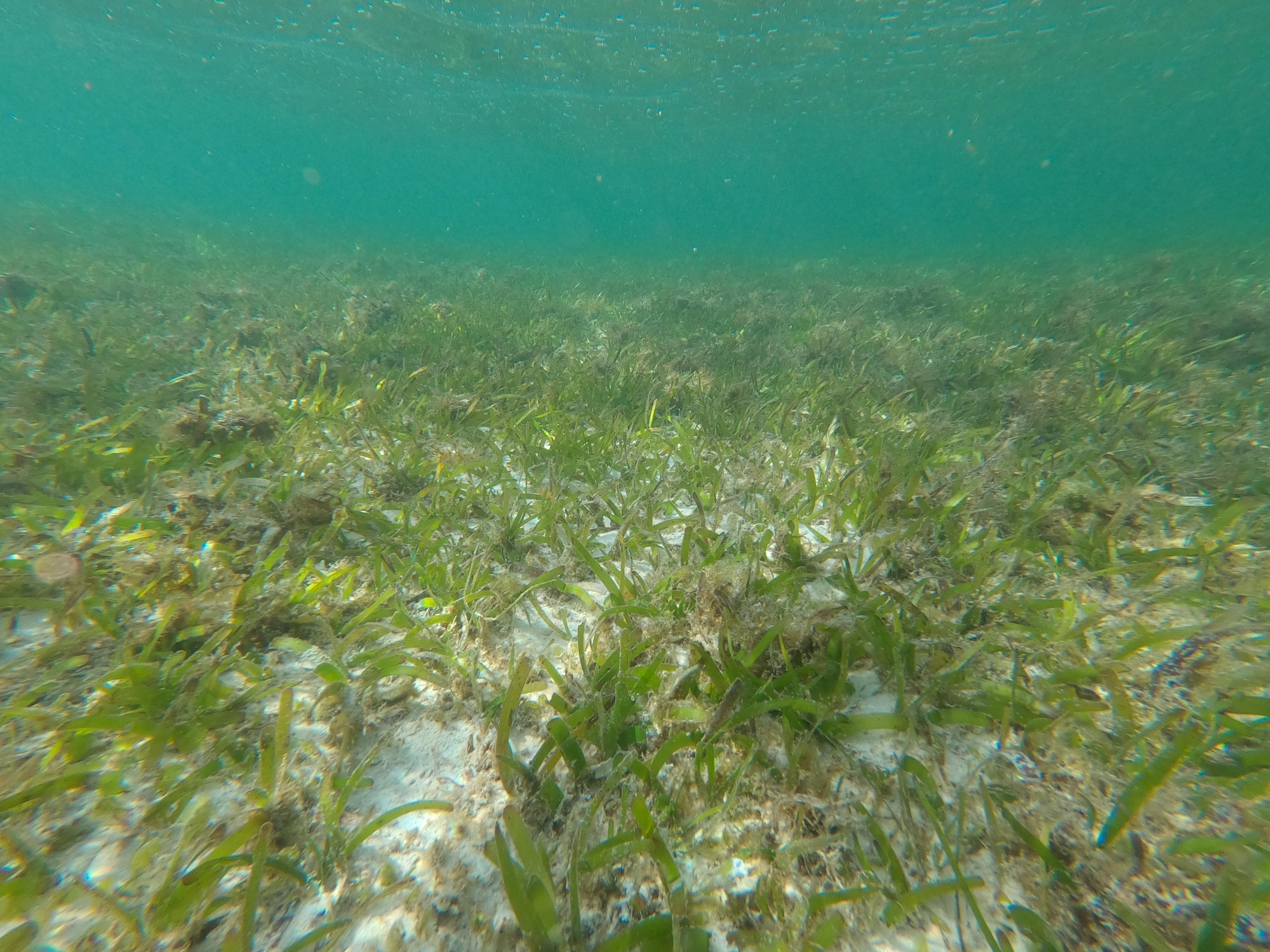 世界海洋日海洋植被覆盖度如何测定？海南省与渔业科学院发明了技术专利