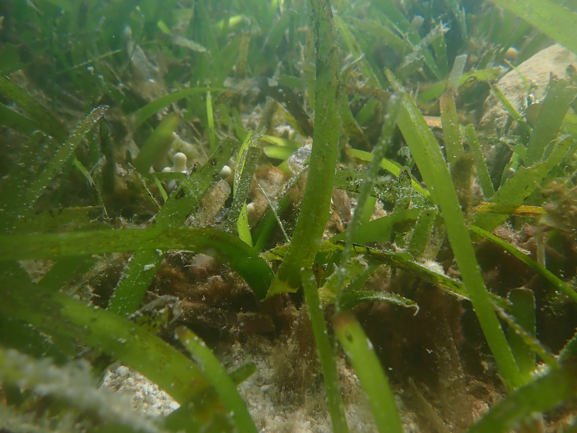 世界海洋日海洋植被覆盖度如何测定？海南省与渔业科学院发明了技术专利(图2)