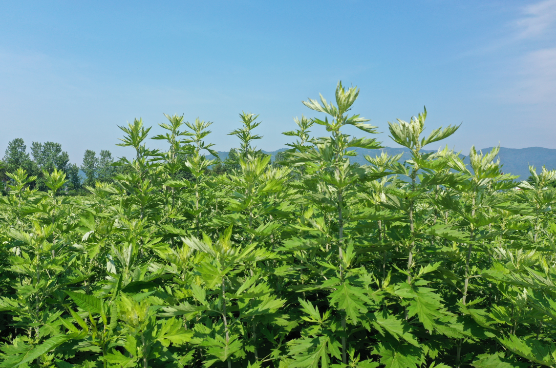 蕲春艾灸馆大明古艾·艾公馆如何在加盟浪潮中引领行业发展(图2)