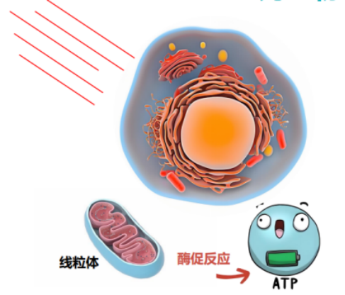 抢占千亿近视防控赛道！贝贝乐PBM-LED招商启动邀您共拓财富蓝海！(图3)